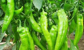 江西吉安永丰县可以种植龙眼荔枝会结果吗 江西省吉安市永丰县