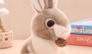 胆子是什么动物 嫌肥挑瘦是什么生肖