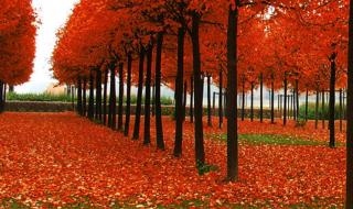 华为手机动态效果怎么设置 手机动态壁纸大全